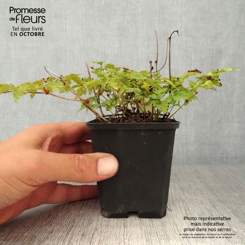 Exemplar von Astilbe simplicifolia Hennie Graafland - Prachtspiere Kleine Töpfe von 8/9 cm wie im Herbst geliefert