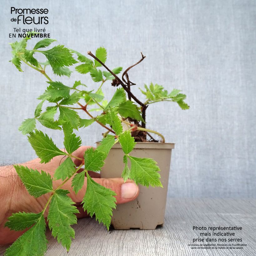 Exemplar von Astilbe chinensis Vision in Red - Prachtspiere Kleine Töpfe von 8/9 cm wie im Herbst geliefert