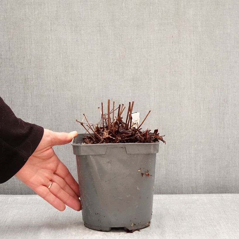 Exemplar von Astilbe Younique Ruby Red - Prachtspiere Topf mit 2L/3L wie im Winter geliefert