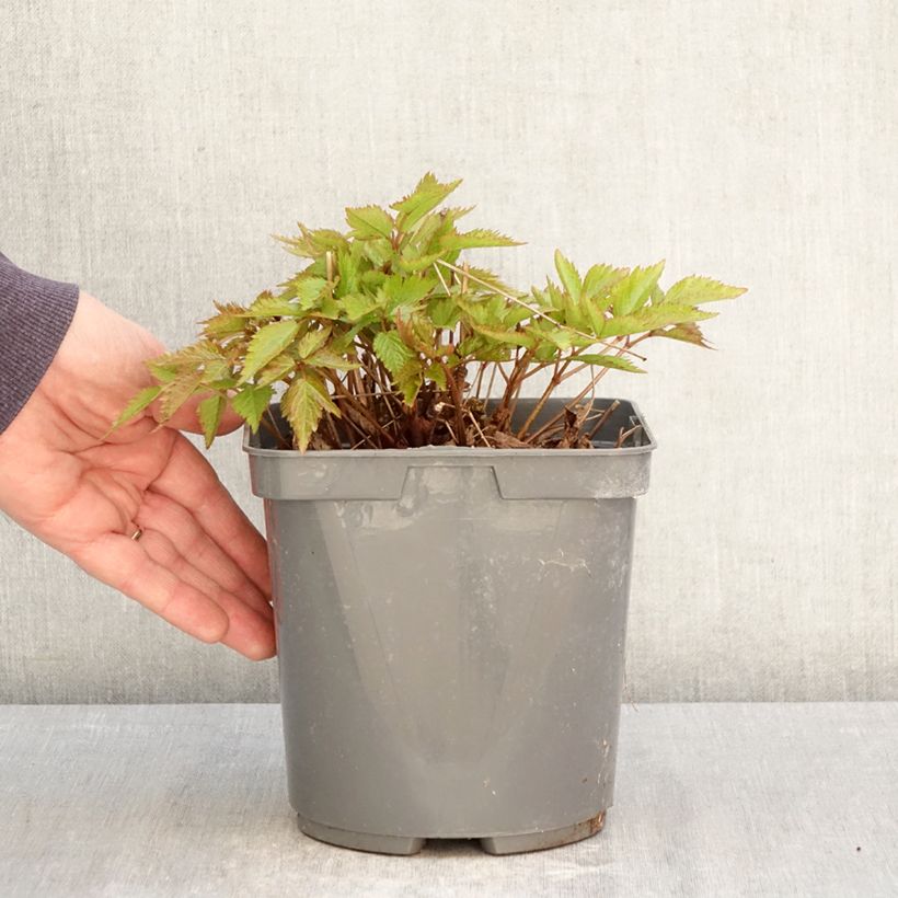 Exemplar von Astilbe Younique Ruby Red - Prachtspiere Topf mit 2L/3L wie im Frühjahr geliefert