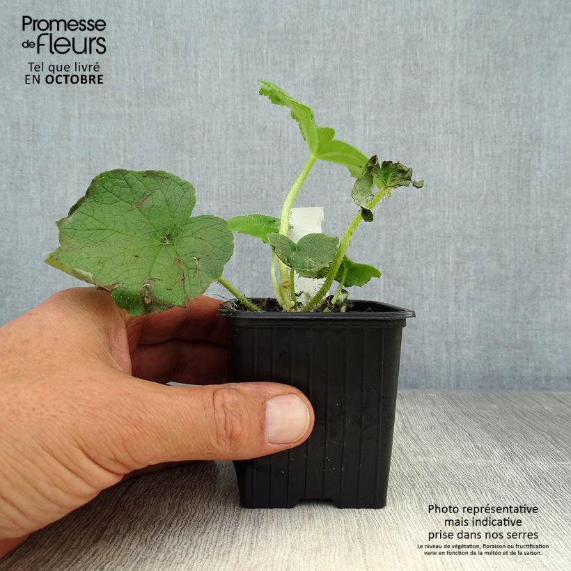 Exemplar von Astilboides tabularis - Tafelblatt Kleine Töpfe von 8/9 cm wie im Herbst geliefert