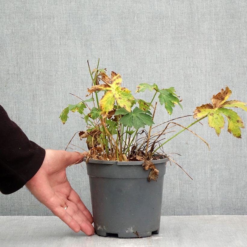 Exemplar von Astrantia major Alba - Sterndolde Topf mit 2L/3L wie im Herbst geliefert