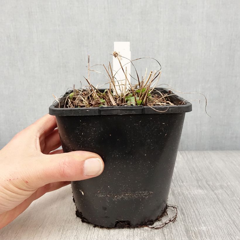 Exemplar von Astrantia Buckland - Sterndolde Topf mit 2L/3L wie im Frühjahr geliefert