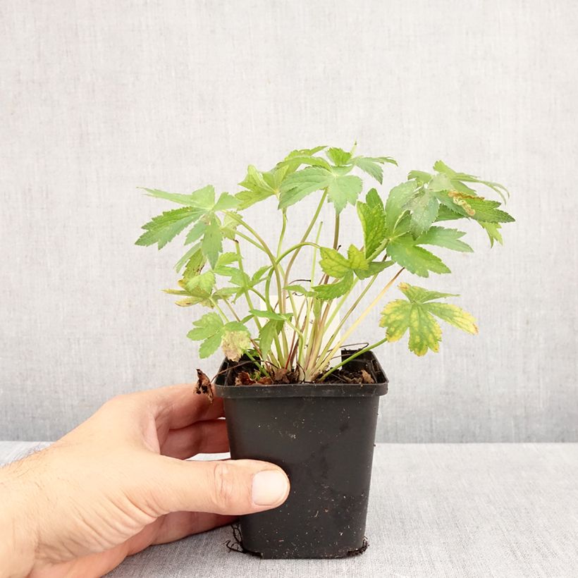 Exemplar von Astrantia Florence - Sterndolde Kleine Töpfe von 8/9 cm wie im Herbst geliefert