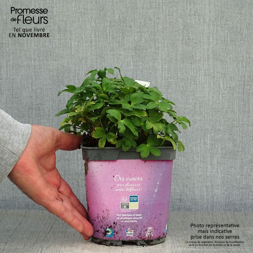 Exemplar von Astrantia Roma - Sterndolde Topf mit 2L/3L wie im Herbst geliefert