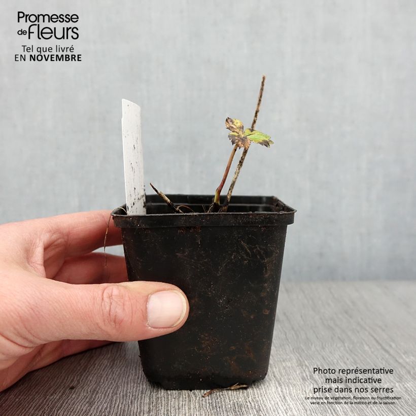 Exemplar von Astrantia Ruby Wedding - Sterndolde Kleine Töpfe von 8/9 cm wie im Herbst geliefert