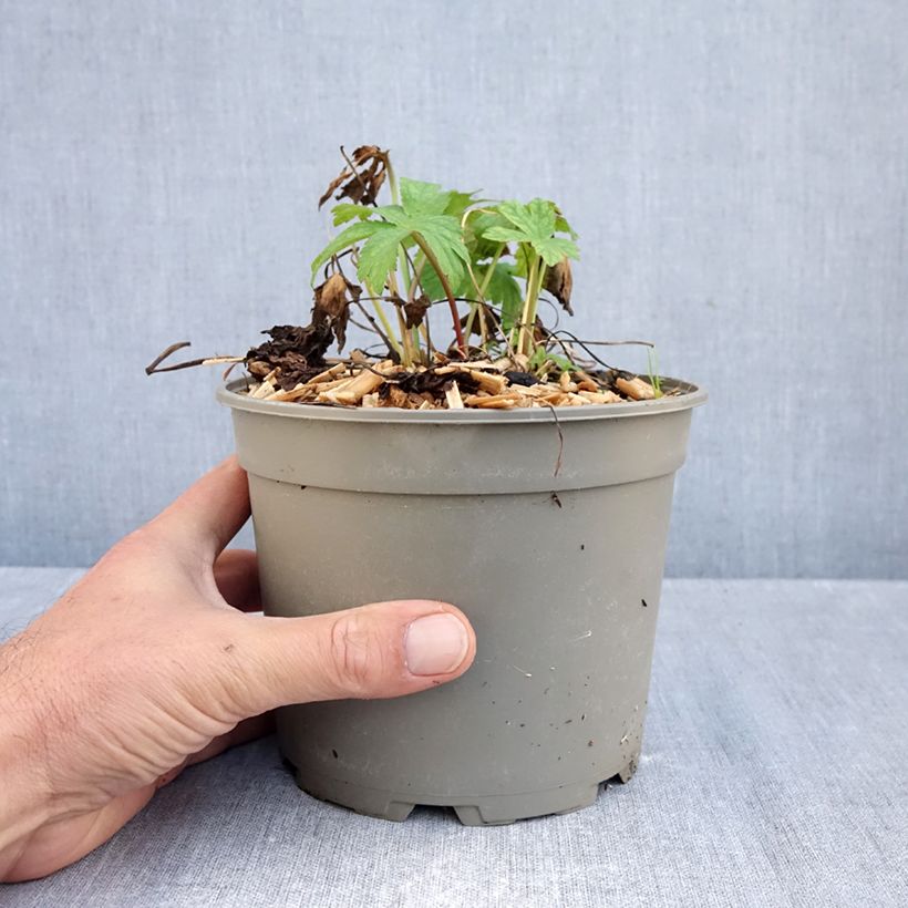 Exemplar von Astrantia Shaggy - Sterndolde Topf mit 2L/3L wie im Herbst geliefert