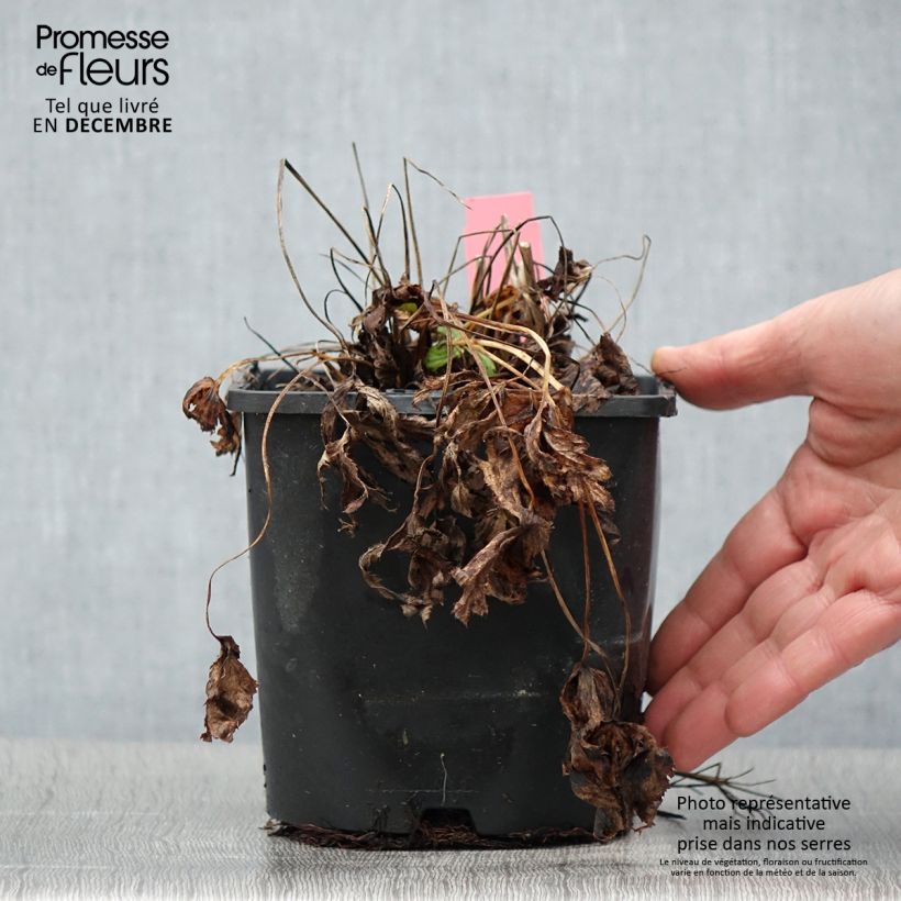 Exemplar von Astrantia Star of Beauty - Sterndolde Topf mit 1,5L/2L wie im Herbst geliefert
