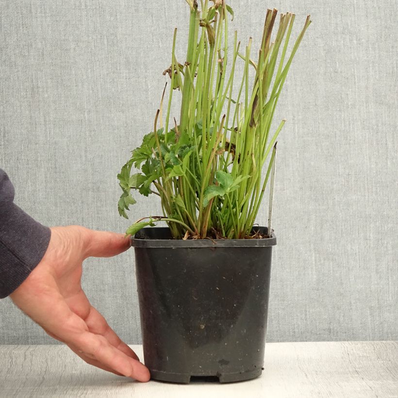 Exemplar von Astrantia Star of Beauty - Sterndolde Topf mit 1,5L/2L wie im Sommer geliefert