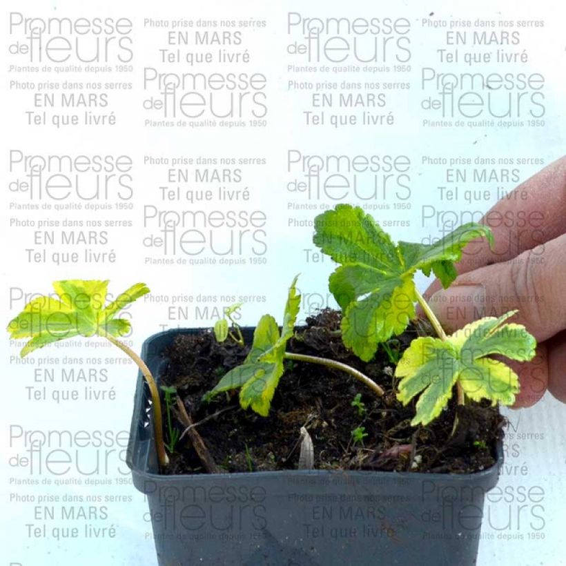 Beispiel eines Exemplars von Astrantia Sunningdale Variegated - Sterndolde Kleine Töpfe von 8/9 cm wie geliefert