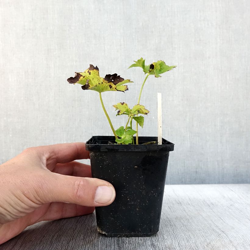 Exemplar von Astrantia Star of Love - Sterndolde Kleine Töpfe von 8/9 cm wie im Herbst geliefert