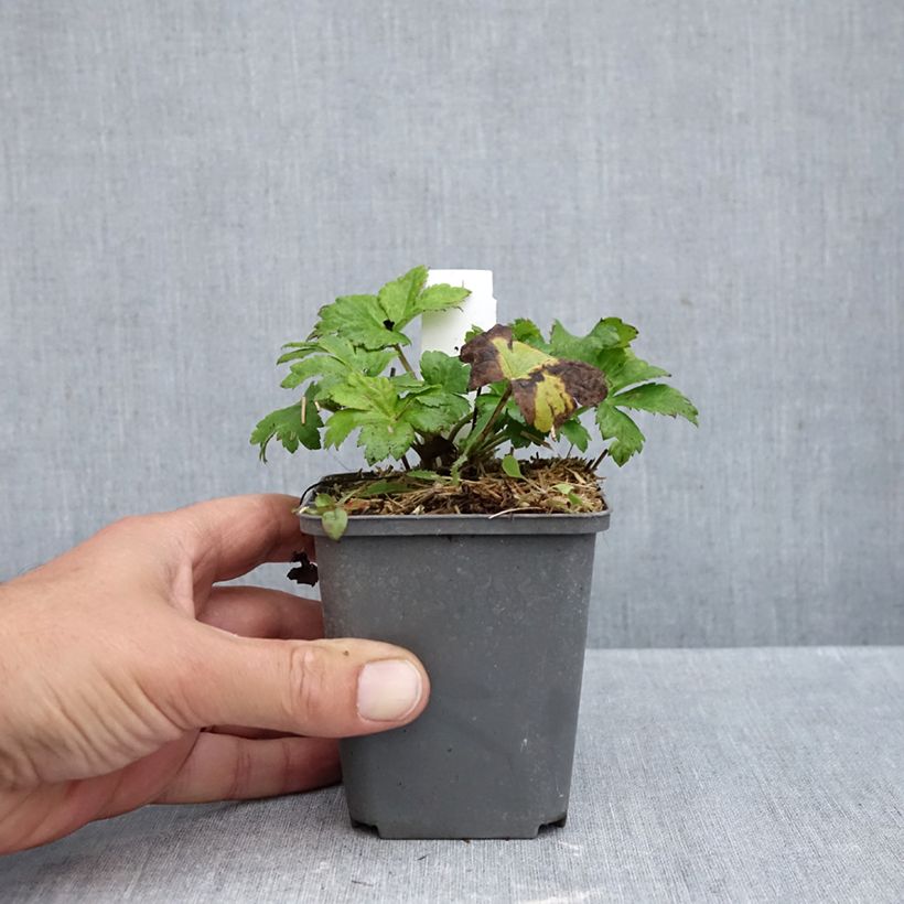 Exemplar von Astrantia Star of Love - Sterndolde Kleine Töpfe von 8/9 cm wie im Herbst geliefert