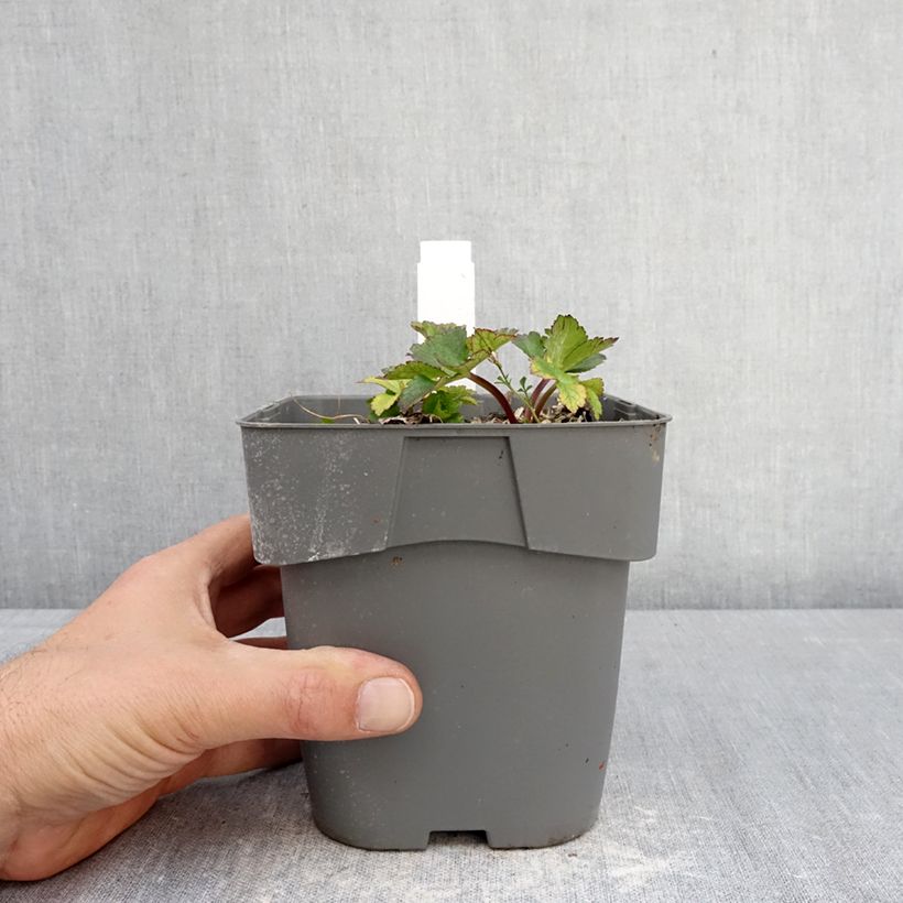 Exemplar von Astrantia Star of Love - Sterndolde Topf mit 2L/3L wie im Frühjahr geliefert