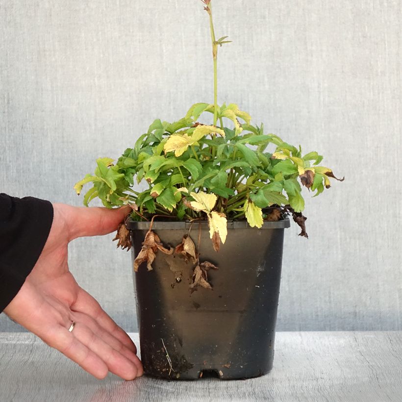 Exemplar von Astrantia Cerise Button - Sterndolde Topf mit 2L/3L wie im Herbst geliefert
