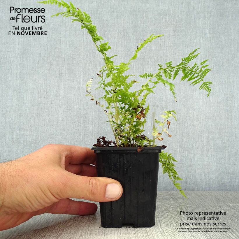 Exemplar von Athyrium filix-femina - Wald-Frauenfarn Kleine Töpfe von 8/9 cm wie im Herbst geliefert
