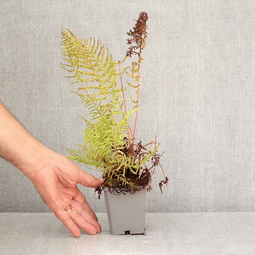 Exemplar von Athyrium filix-femina var. angustum forma rubellum Lady in Red - Regenbogenfarn Kleine Töpfe von 8/9 cm wie im Herbst geliefert