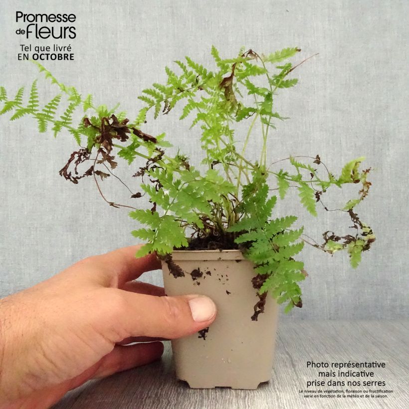 Exemplar von Athyrium filix-femina Rotstiel - Wald-Frauenfarn Kleine Töpfe von 8/9 cm wie im Herbst geliefert