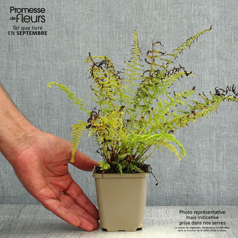 Exemplar von Athyrium filix-femina Victoriae - Wald-Frauenfarn Kleine Töpfe von 8/9 cm wie im Sommer geliefert