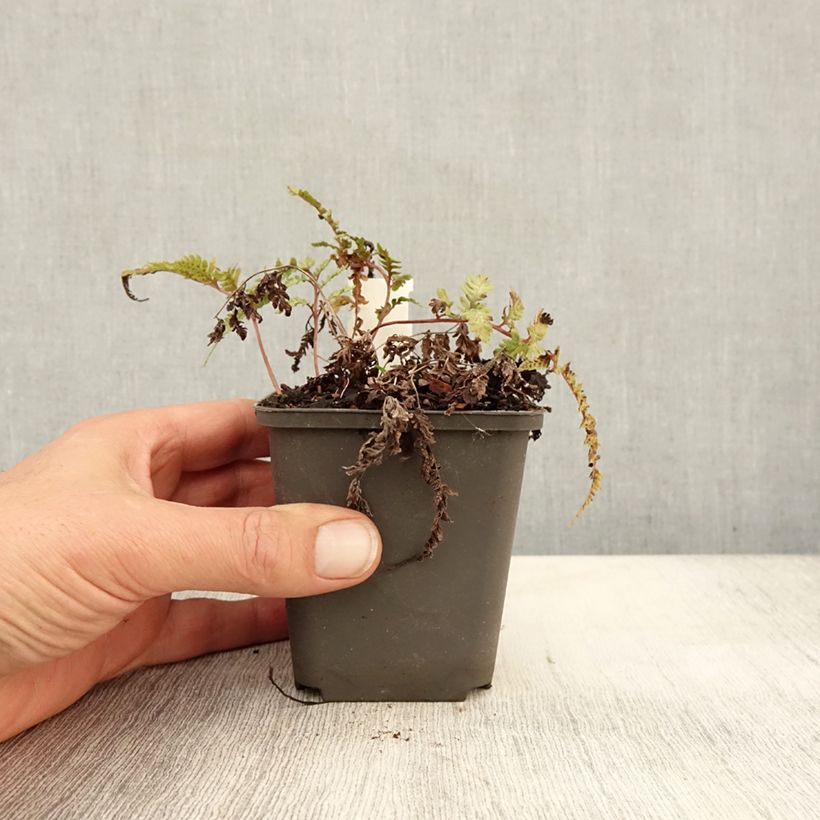 Exemplar von Athyrium niponicum Burgundy Lace - Regenbogenfarn Kleine Töpfe von 8/9 cm wie im Herbst geliefert