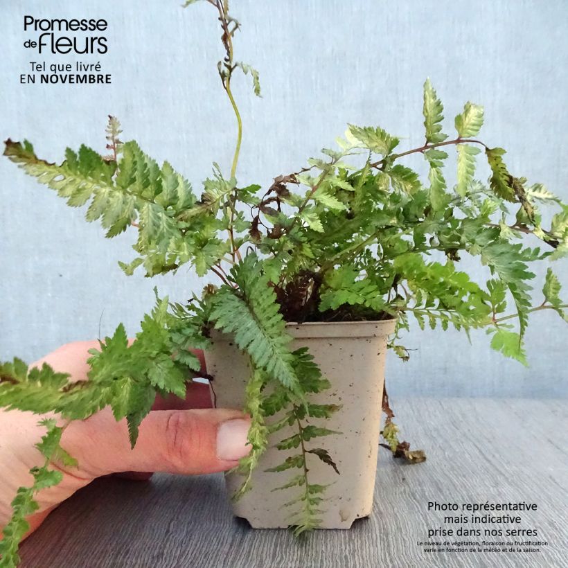 Exemplar von Athyrium niponicum Pewter Lace - Regenbogenfarn Kleine Töpfe von 8/9 cm wie im Herbst geliefert