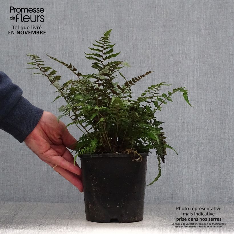 Exemplar von Athyrium niponicum var. pictum Metallicum - Regenbogenfarn Topf mit 2L/3L wie im Herbst geliefert
