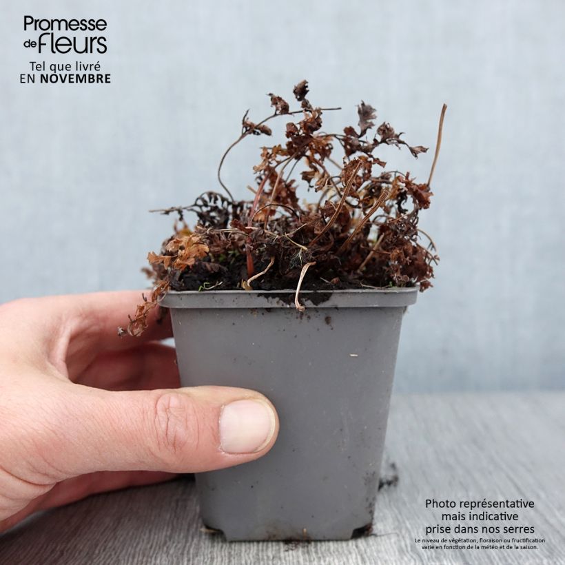 Exemplar von Athyrium niponicum Ursula's red - Regenbogenfarn Kleine Töpfe von 8/9 cm wie im Herbst geliefert