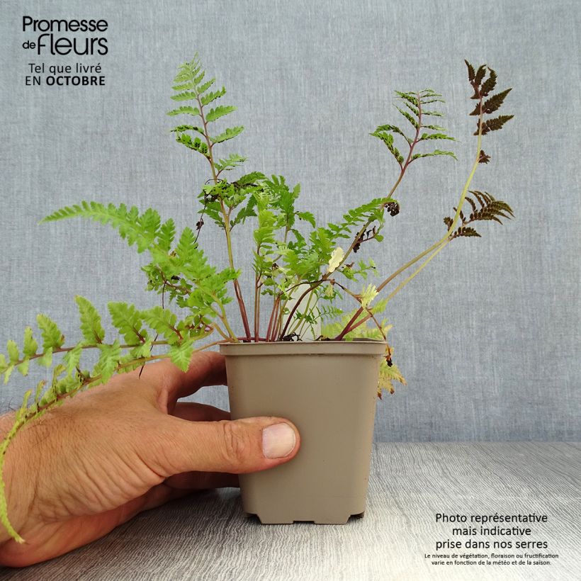 Exemplar von Athyrium niponicum var. pictum Red Beauty - Regenbogenfarn Kleine Töpfe von 8/9 cm wie im Herbst geliefert