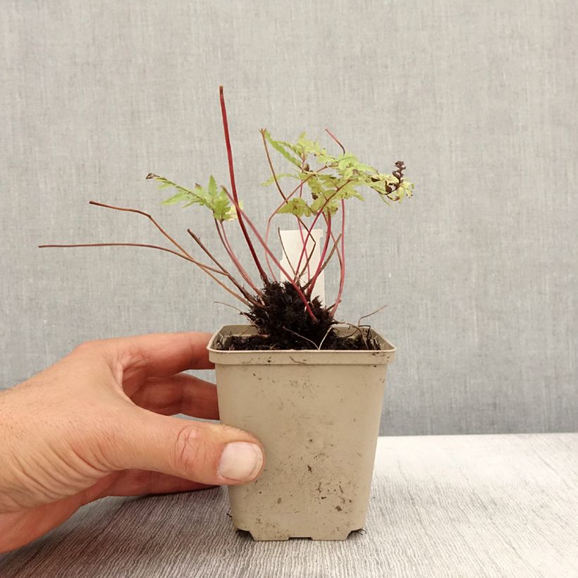 Exemplar von Athyrium otophorum var. okanum - Öhriger Frauenfarn Kleine Töpfe von 8/9 cm wie im Herbst geliefert