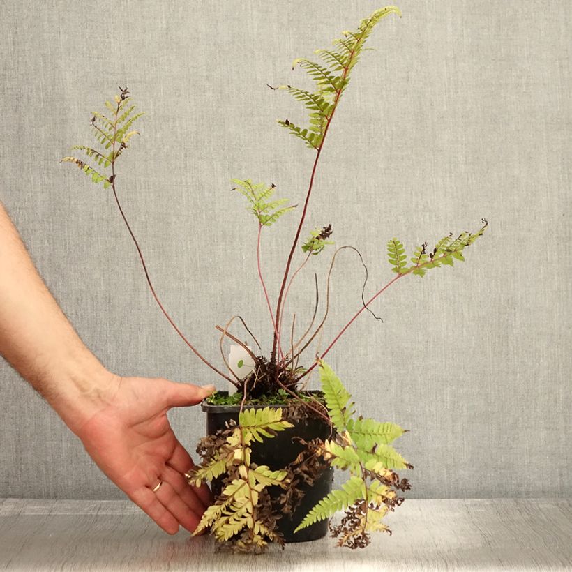 Exemplar von Athyrium otophorum var. okanum - Öhriger Frauenfarn Topf mit 2L/3L wie im Herbst geliefert