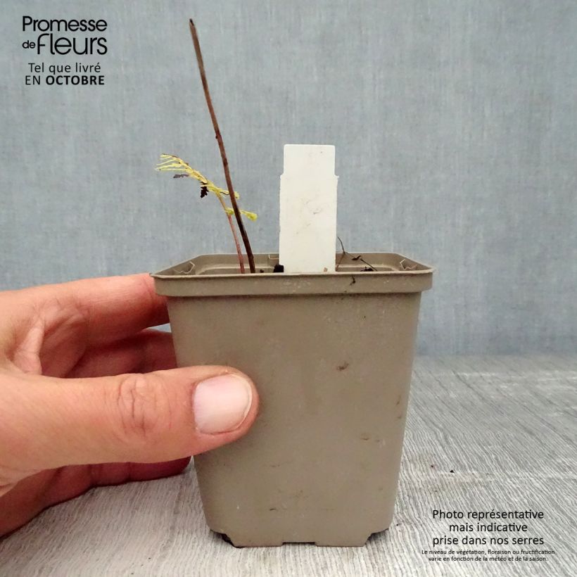 Exemplar von Athyrium vidalii - Asiatischer Frauenfarn Kleine Töpfe von 8/9 cm wie im Herbst geliefert