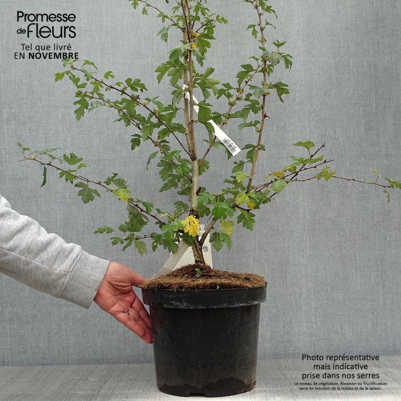 Exemplar von Crataegus laevigata Paul's Scarlet - Zweigriffliger Weißdorn Topf mit 7,5L/10L wie im Herbst geliefert