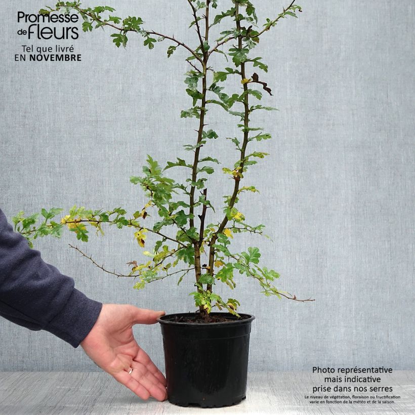 Exemplar von Crataegus monogyna - Eingriffliger Weißdorn Topf mit 2L/3L wie im Herbst geliefert