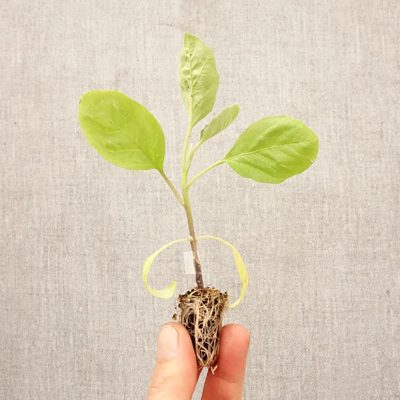 Exemplar von Aubergine Bonica Bio (Veredelte Aubergine) Mini-Plug Ø 1,5/2,5 cm wie im Frühjahr geliefert