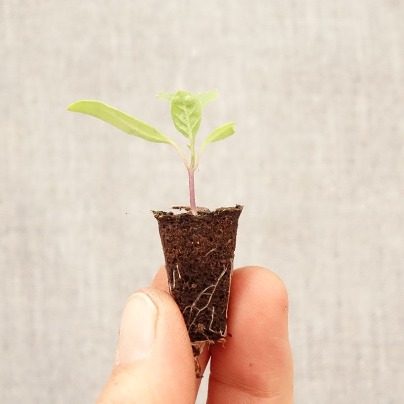 Exemplar von Aubergine Violet Knight F1 (Pflanzen) Mini-Plug Ø 3/4 cm wie im Frühjahr geliefert