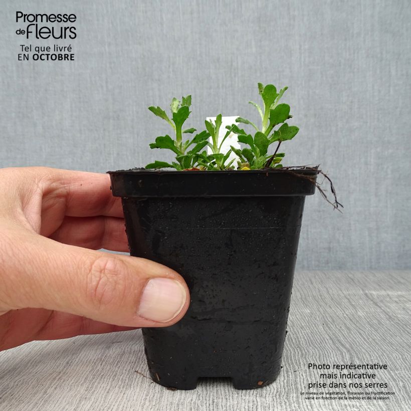Exemplar von Blaukissen Bressingham Red - Aubrieta Kleine Töpfe von 8/9 cm wie im Herbst geliefert