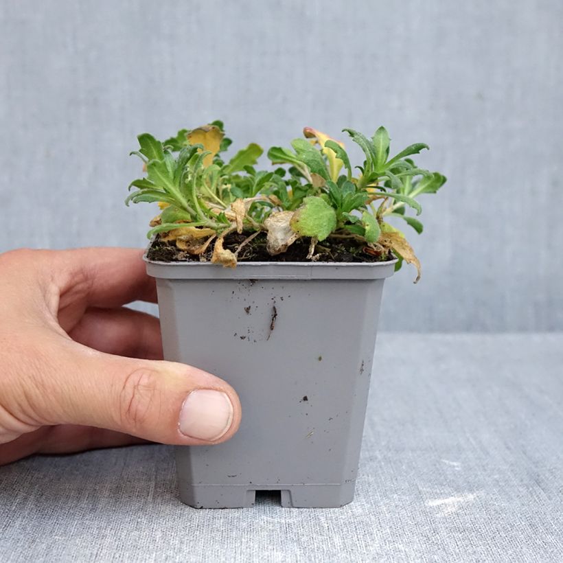 Exemplar von Blaukissen Royal Blue - Aubrieta Kleine Töpfe von 8/9 cm wie im Herbst geliefert