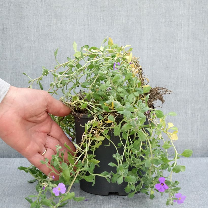 Exemplar von Blaukissen Cascade Blue - Aubrieta Topf mit 2L/3L wie im Frühjahr geliefert