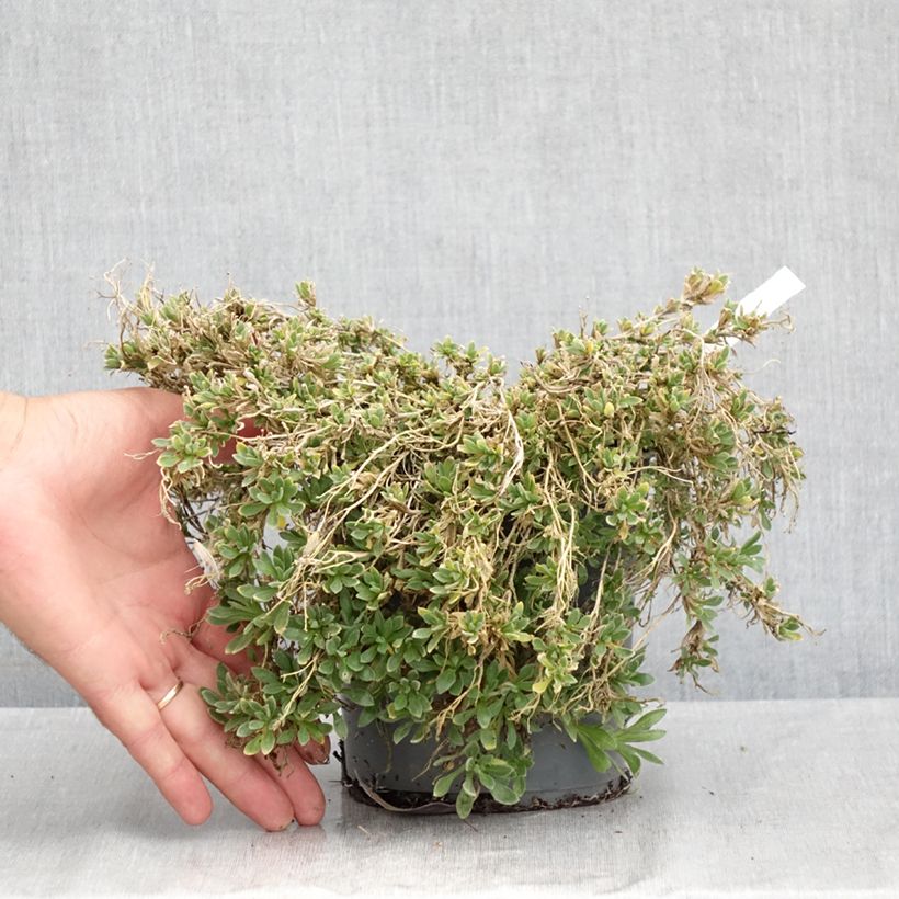 Exemplar von Blaukissen Rose-Red - Aubrieta Topf mit 2L/3L wie im Sommer geliefert