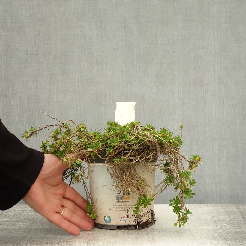 Exemplar von Blaukissen Kitte White - Aubrieta Topf mit 2L/3L wie im Herbst geliefert