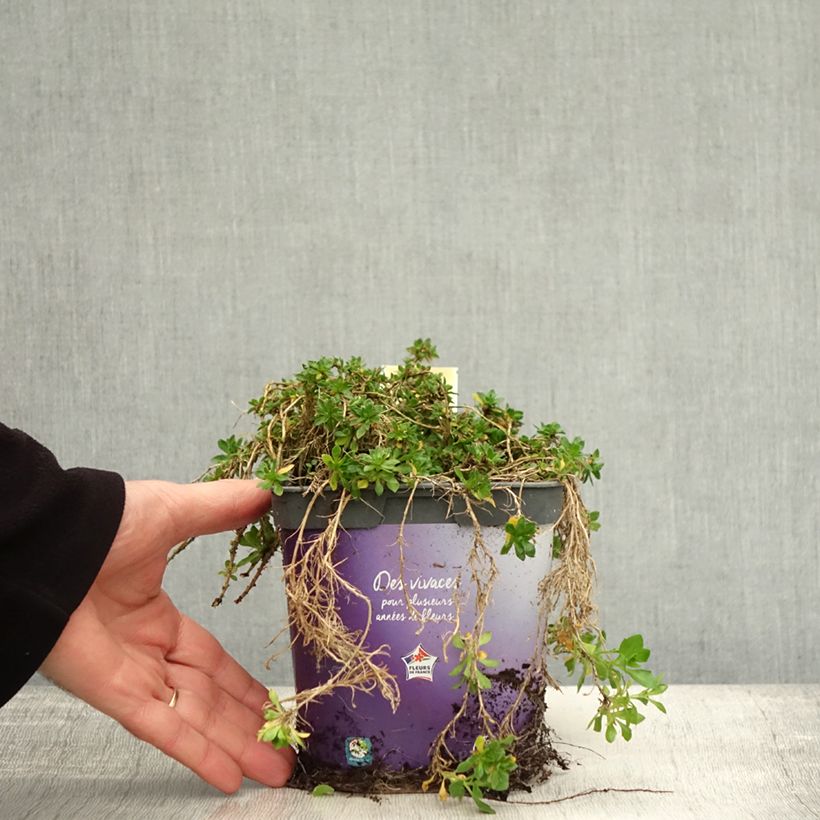 Exemplar von Blaukissen Kitte Blue - Aubrieta Topf mit 2L/3L wie im Herbst geliefert
