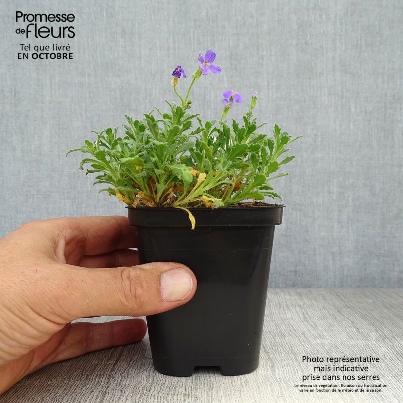 Exemplar von Blaukissen Hamburger Stadtpark - Aubrieta Kleine Töpfe von 8/9 cm wie im Herbst geliefert