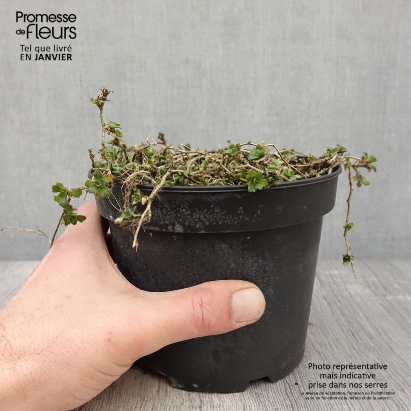 Exemplar von Blaukissen Cascade Red - Aubrieta Topf mit 2L/3L wie im Winter geliefert