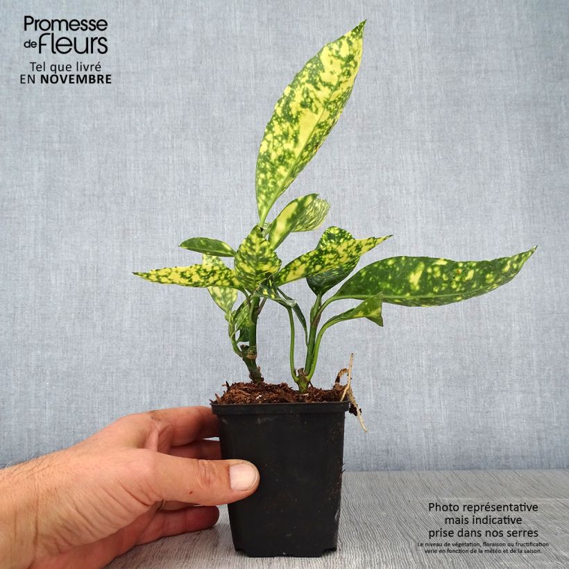 Exemplar von Aucuba japonica Crotonifolia - Japanische Goldorange Kleine Töpfe von 8/9 cm wie im Herbst geliefert