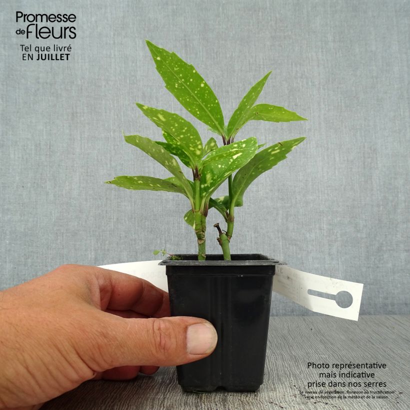 Exemplar von Aucuba japonica Crotonifolia - Japanische Goldorange Kleine Töpfe von 8/9 cm wie im Sommer geliefert