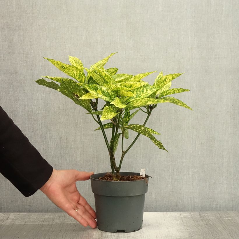 Exemplar von Aucuba japonica Golden King - Japanische Goldorange Topf mit 2L/3L wie im Herbst geliefert