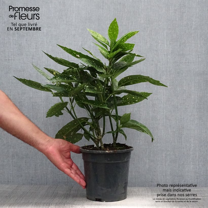 Exemplar von Aucuba japonica - Japanische Goldorange Topf mit 3L/4L wie im Herbst geliefert