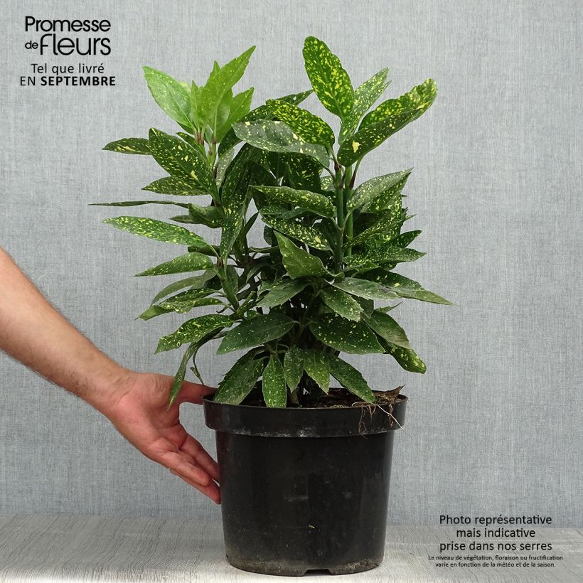 Exemplar von Aucuba japonica Variegata - Japanische Goldorange Topf mit 7,5L/10L wie im Herbst geliefert