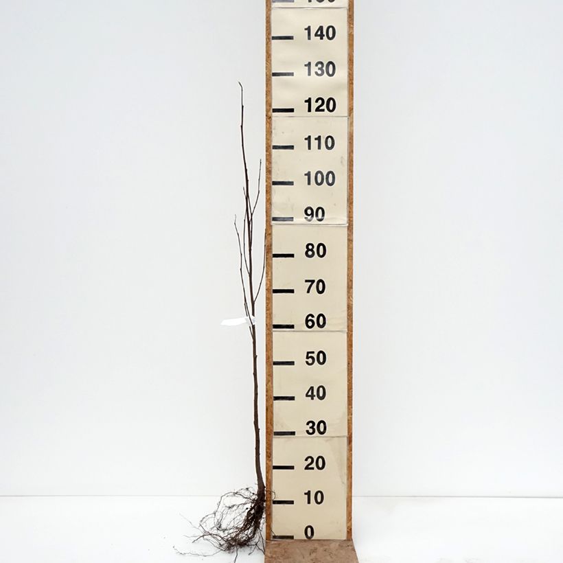 Exemplar von Alnus incana - Grau-Erle Wurzelnackt wie im Winter geliefert