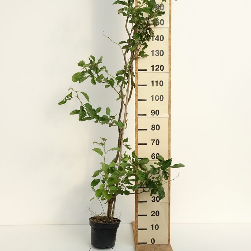 Exemplar von Alnus glutinosa Greenwood - Schwarz-Erle Topf mit 4L/5L wie im Sommer geliefert