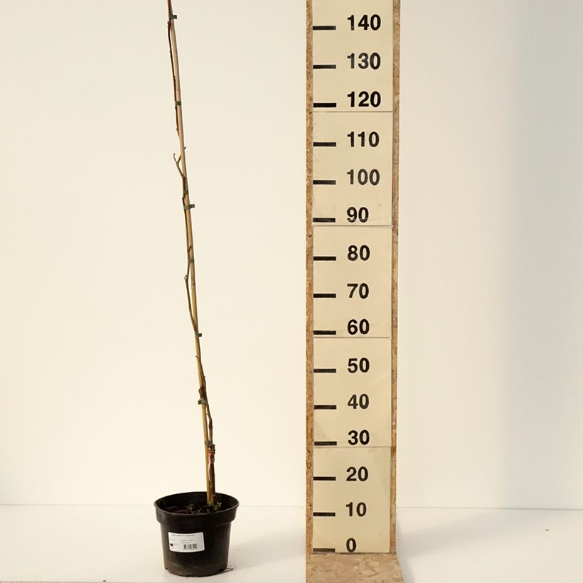 Exemplar von Alnus glutinosa Greenwood - Schwarz-Erle Topf mit 4L/5L wie im Winter geliefert